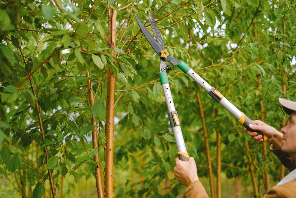 Tree Pruning Services, Tree Pruning