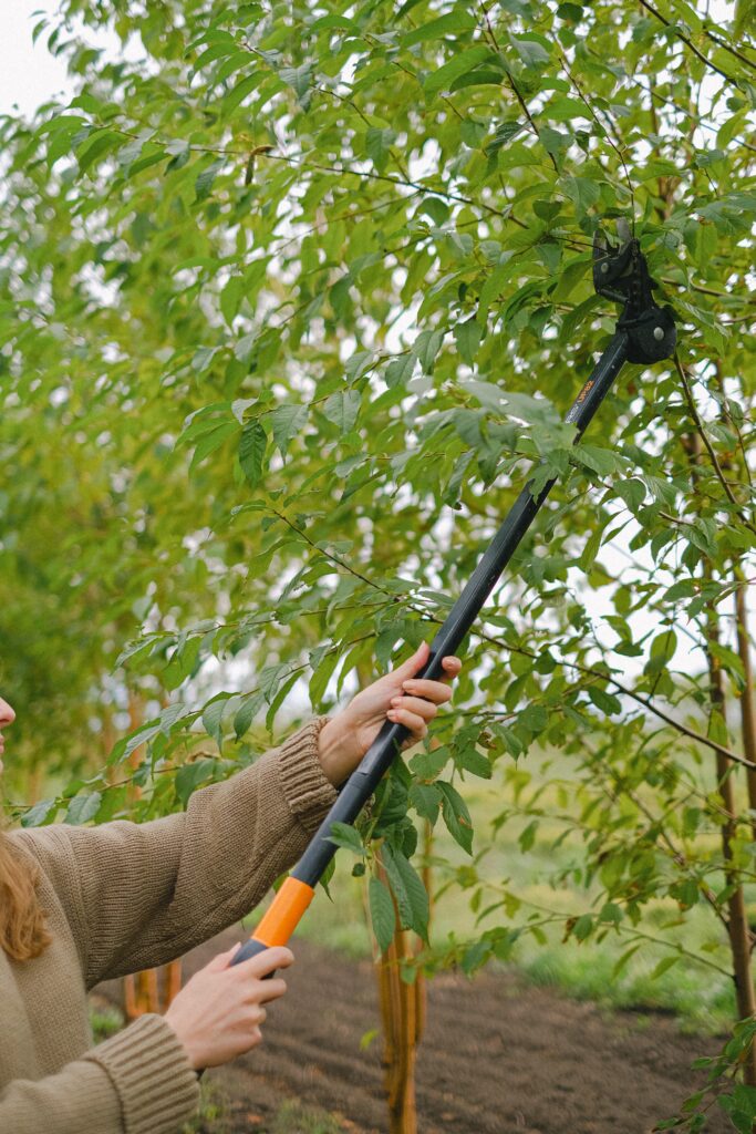 Tree Pruning Services, Tree Pruning