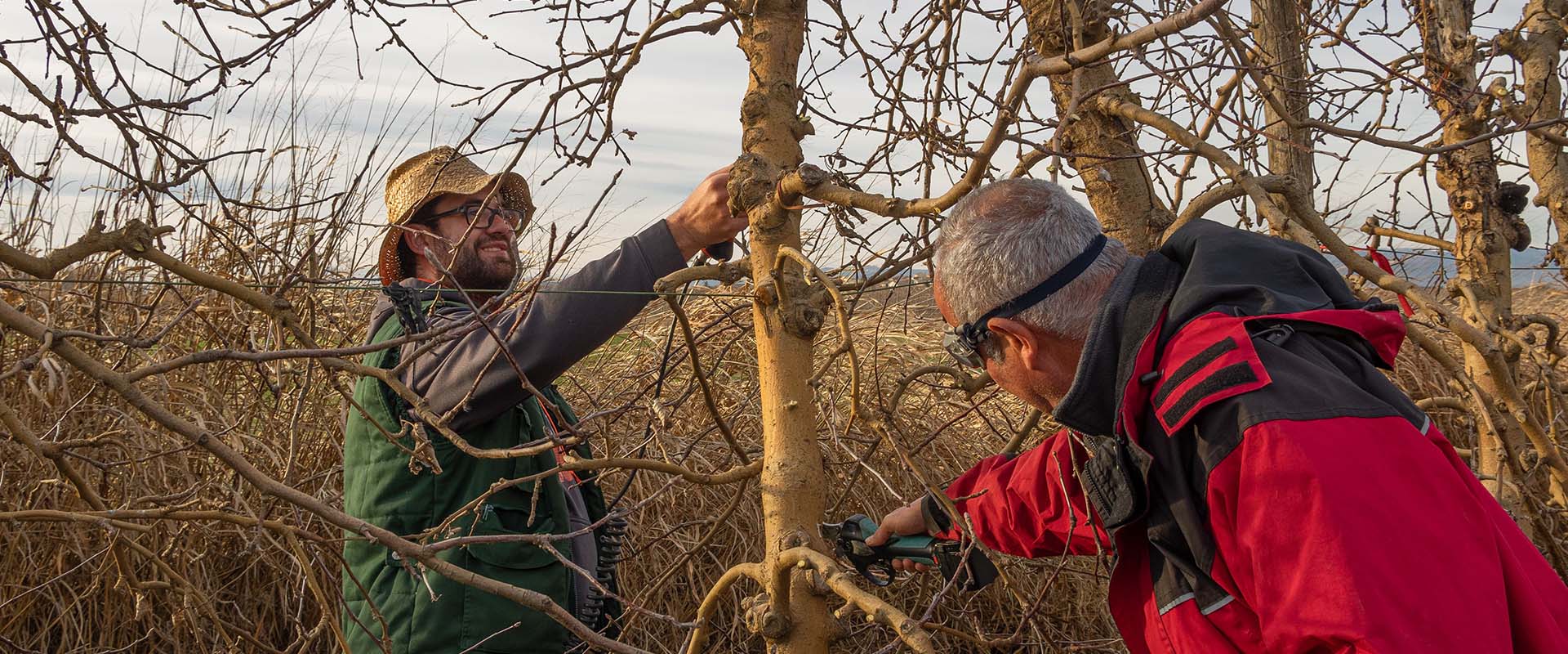 Tree Pruning Services, Tree Pruning