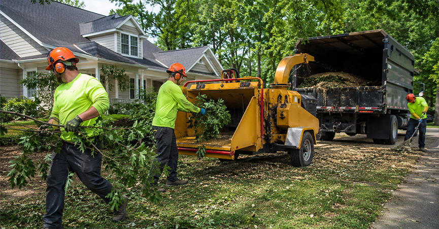 Tree service crew wearing safety gear feeding branches into a yellow wood chipper that shoots wood chips into a large debris-hauling dump truck on a residential street.