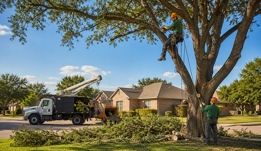 Professional tree trimming service in Lubbock, TX, showing an arborist cutting a large tree with a chainsaw, a ground worker, and a service truck with a wood chipper.