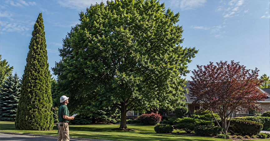 An arborist evaluating different canopy structures for trimming costs, including a tall conical evergreen, a large dense deciduous tree, and a smaller ornamental plum tree in a residential yard.