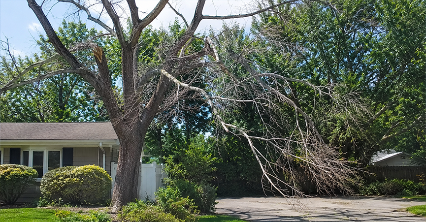 A large tree exhibiting canopy dieback, with large dead branches hanging over a residential driveway next to a house.