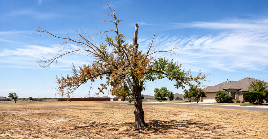 A damaged, partially bare tree standing in a dry, open field in Lubbock, Texas, showing the effects of drought, high winds, and sudden freezes.