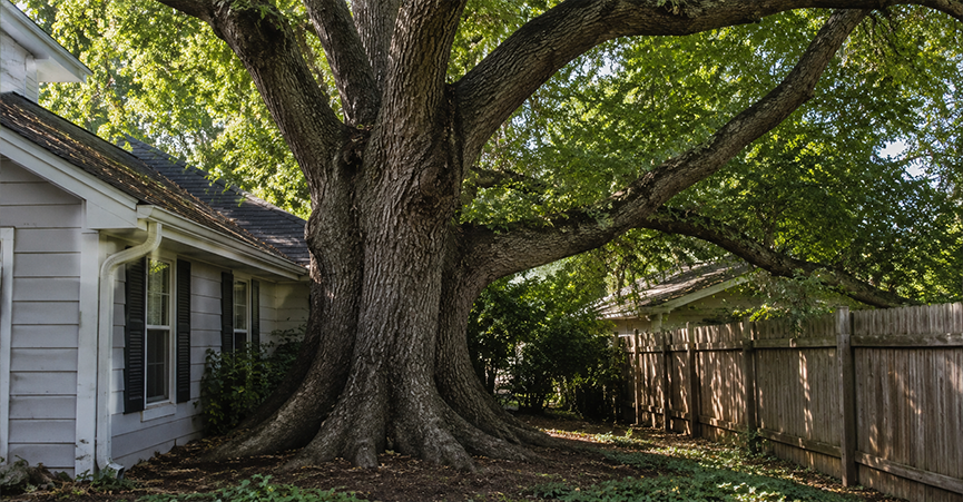 Massive mature tree outgrowing its landscape boundaries, with its trunk and large branches pressed tightly against a residential house and wooden fence line.