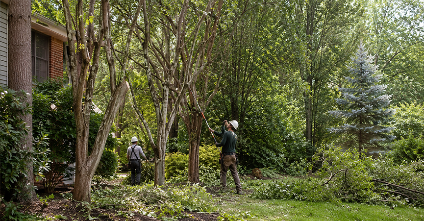 Two arborists thinning overcrowded trees and clearing dense branches with a pole saw to improve overall landscape health in a residential yard.