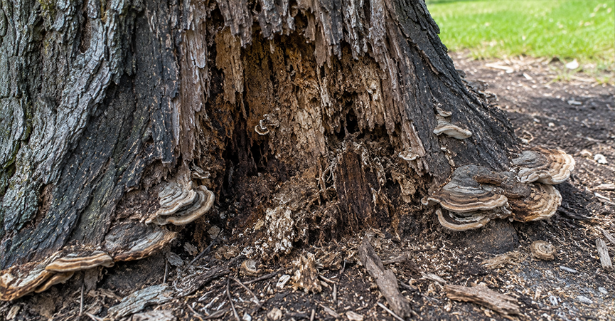 Close-up of severe trunk rot and shelf fungi growing at the base of a decaying tree trunk, indicating structural instability and disease.